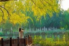 归仁 坦广宁足球比分-归仁VS坦广宁，绿茵场上的激情对决，比分背后的故事与思考