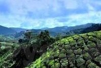 鹿岛鹿角足球比分-深度剖析，鹿岛鹿角足球比分背后的战术博弈与赛季征程
